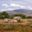 4 Rhinos seated in dry landscape