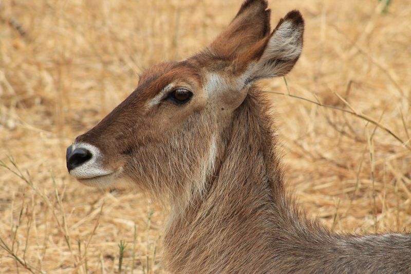 water buck in Tarangire National Park