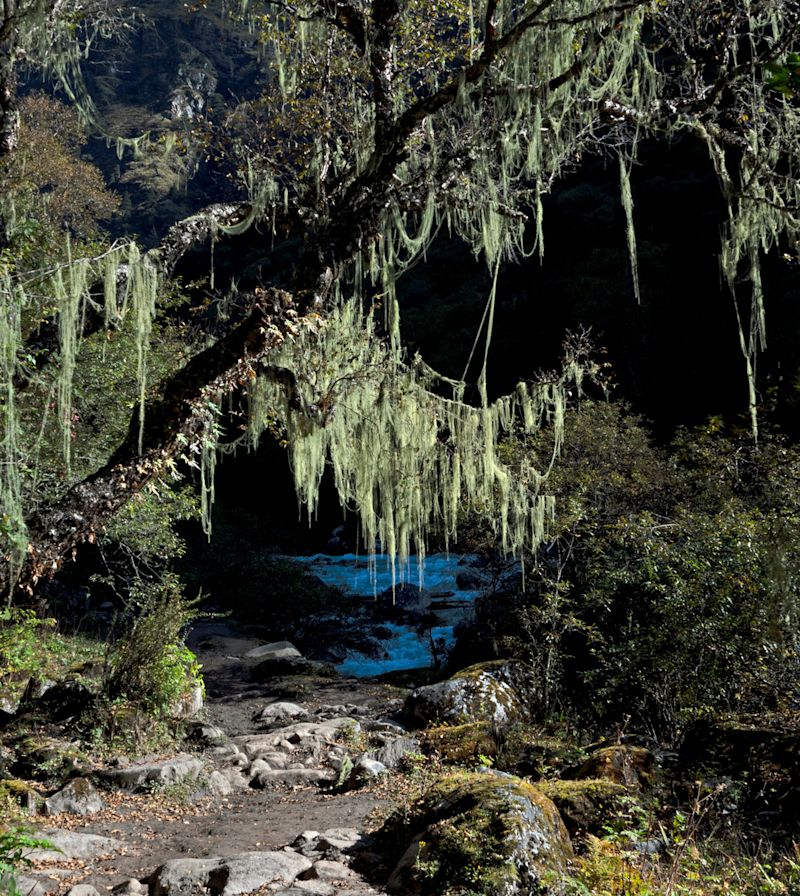 Path at lower altitude along Jomolhari trek, Bhutan. Moss indicates how clean the air is