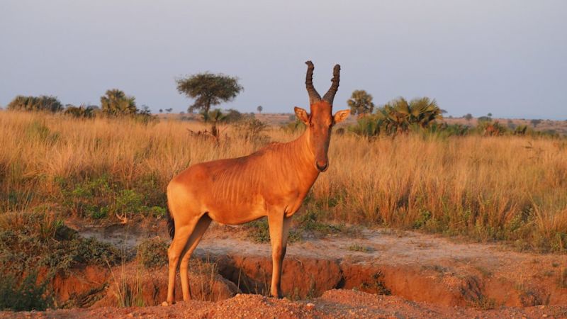 Hartebeest, Murchison Falls