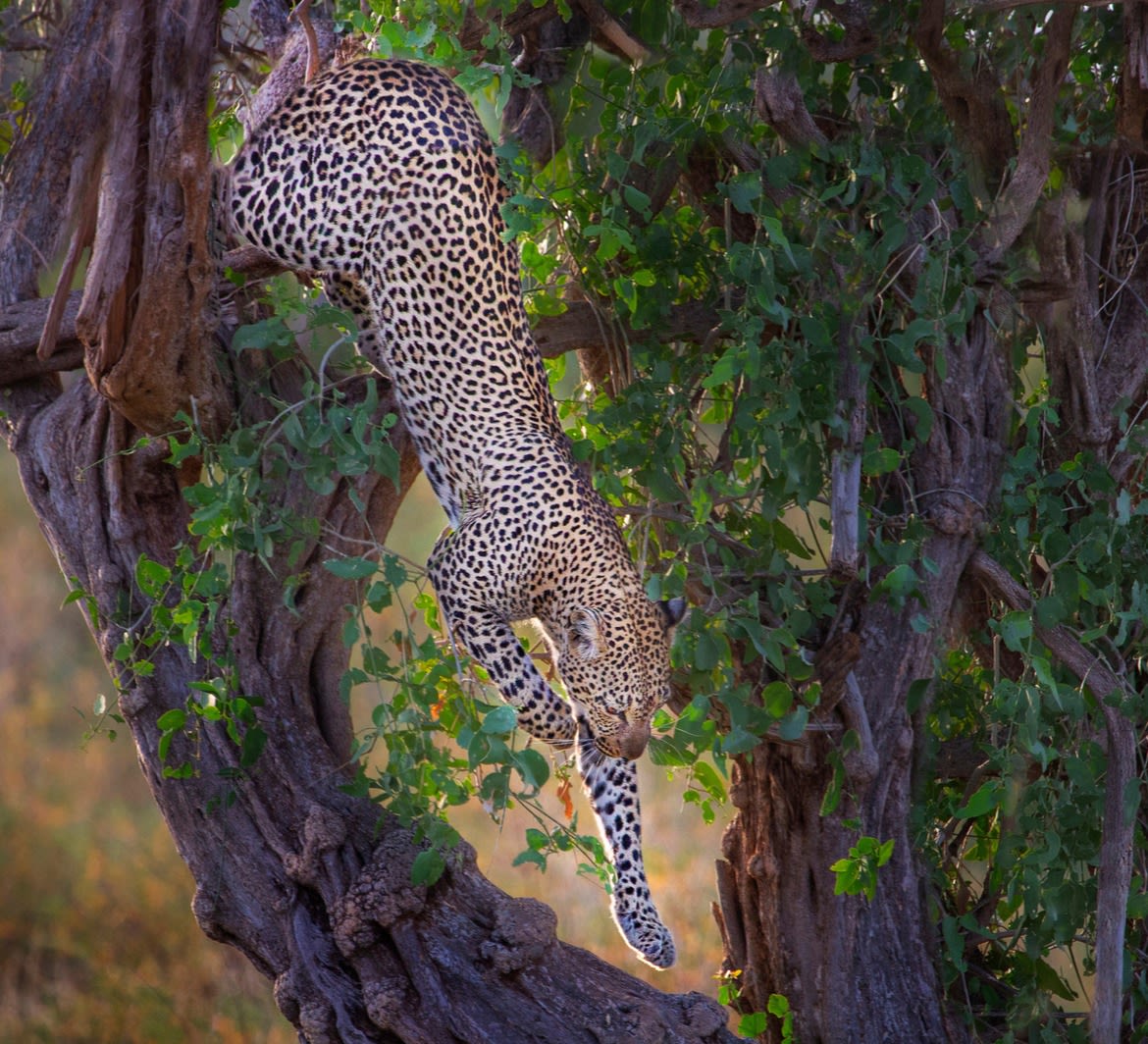  Leopard getting down the tree in Samburu, Kenya, Africa