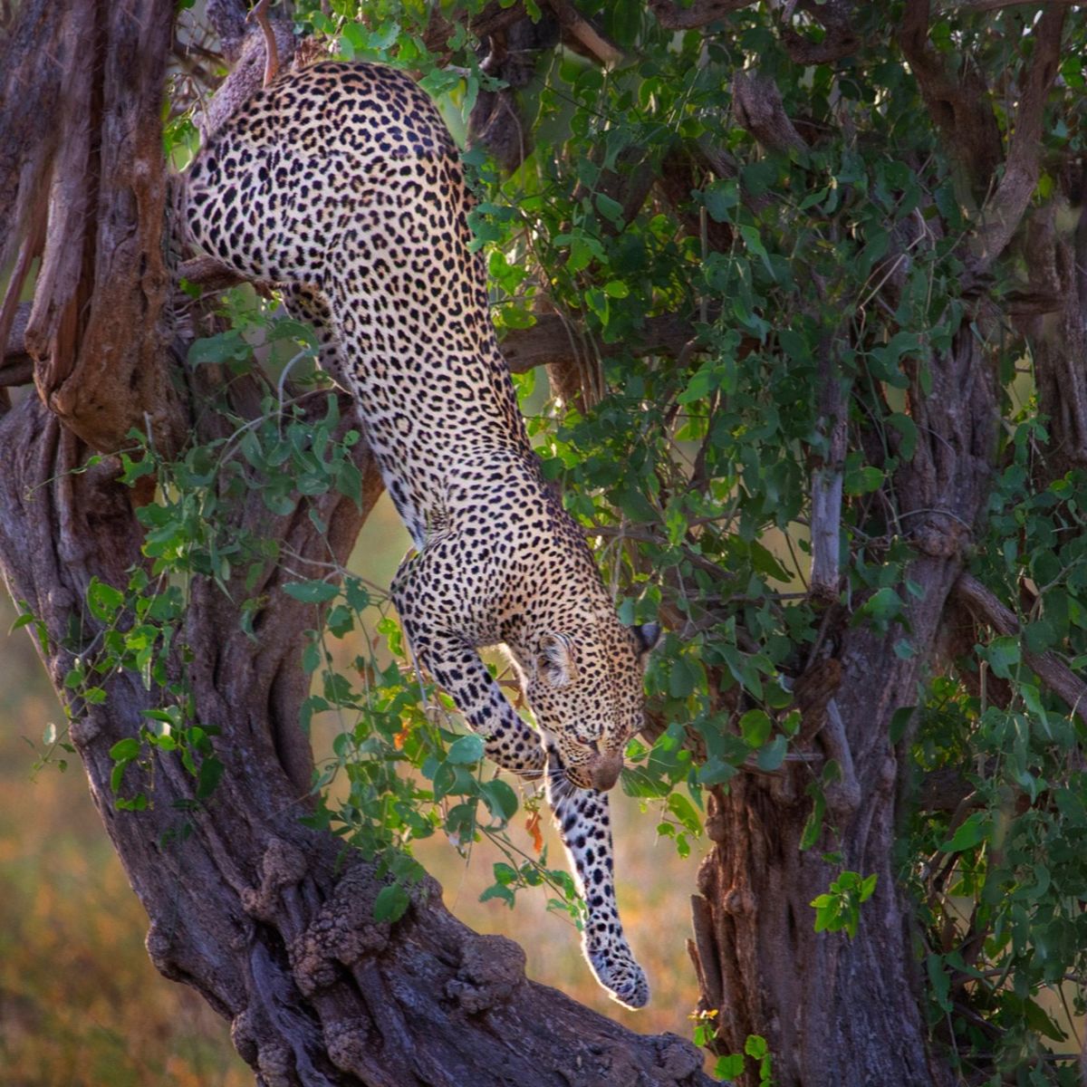 Leopard getting down the tree in Samburu, Kenya, Africa