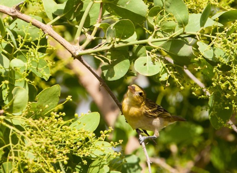 The Clarke's Weaver (Ploceus golandi) is endemic to Kenya, here at Sabaki River of coastal Kenya