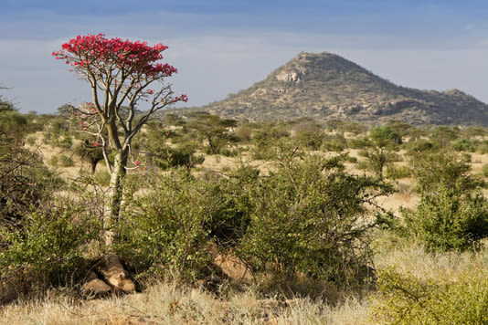 A desert rose tree in bloom amid the semi-arid landscape of Samburu National Reserve, Kenya