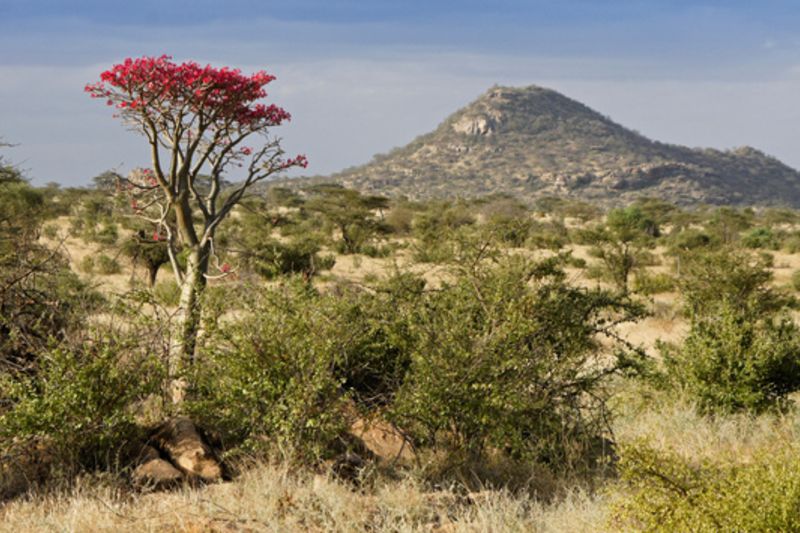 A desert rose tree in bloom amid the semi-arid landscape of Samburu National Reserve, Kenya