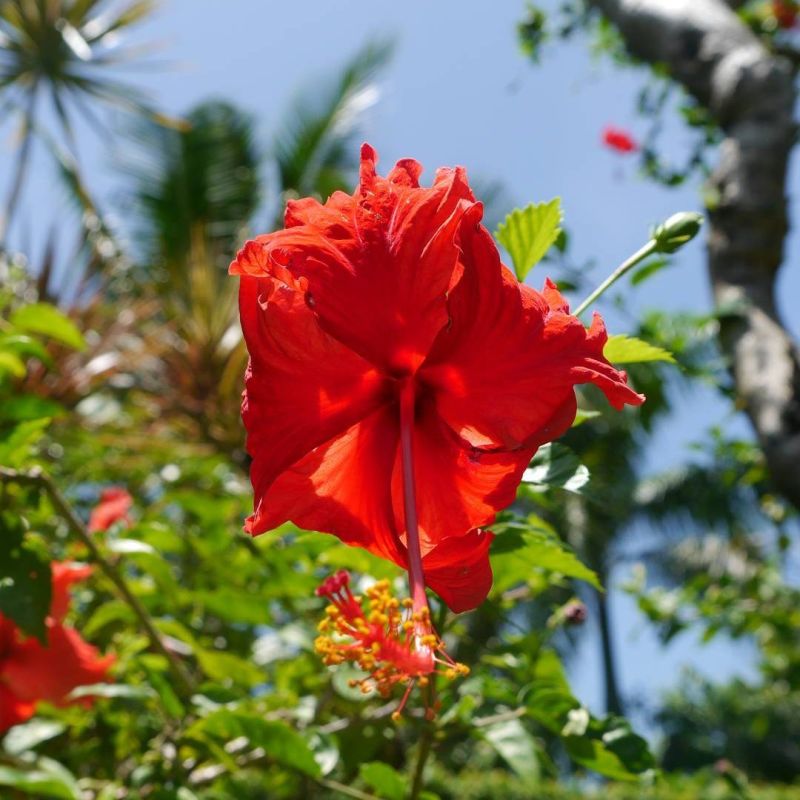 Beautiful flower in Bali