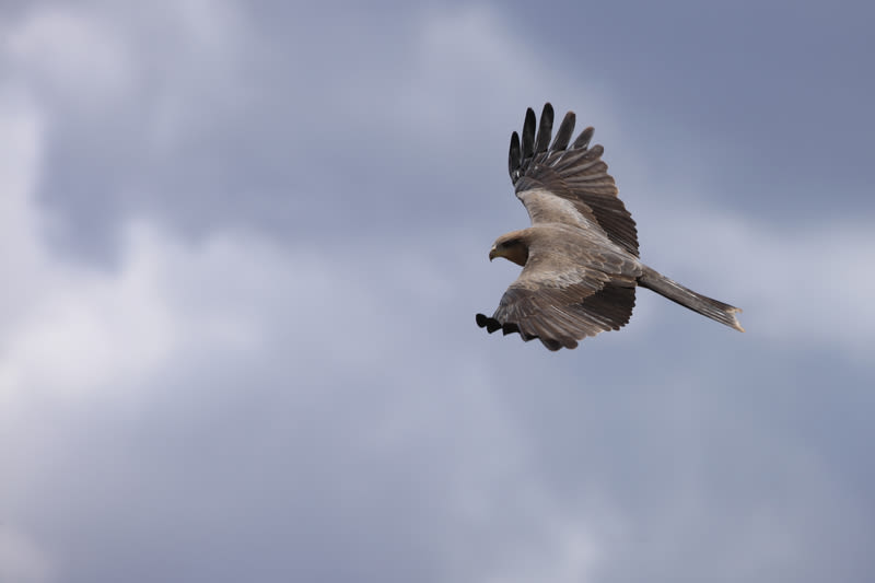 Black kite flying over Ngorongoro Crater