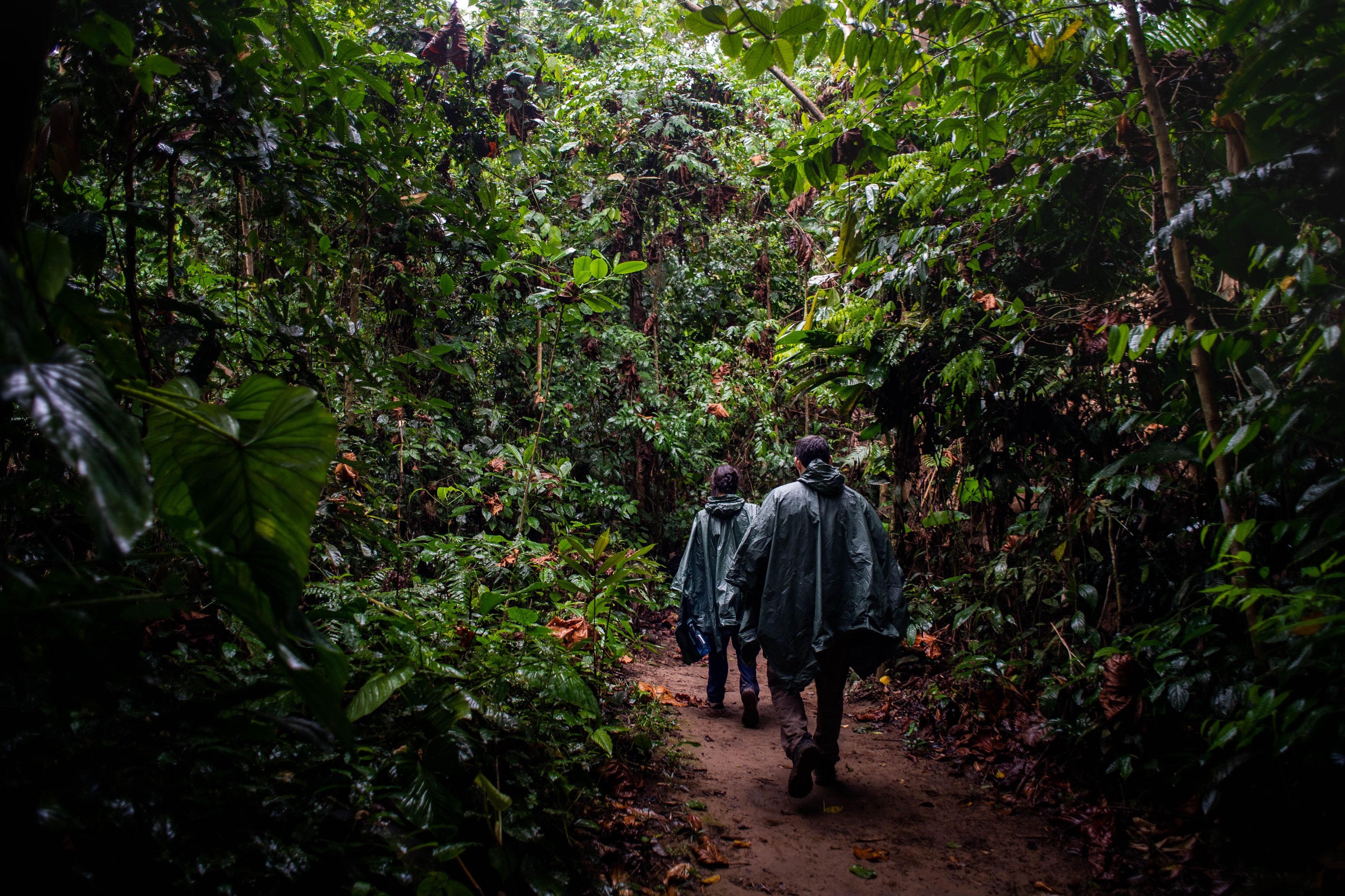 Two walkers in ponchos on wet nature trail in Tambopata Amazon rainforest
