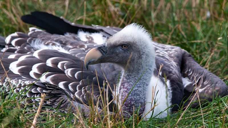 A Rüppell's griffon vulture bird