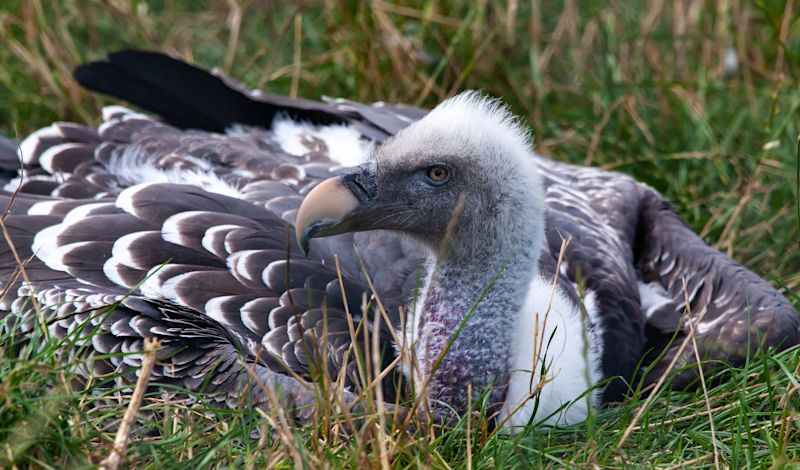 A Rüppell's griffon vulture bird