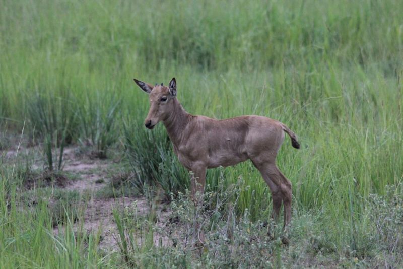 Jackson's hartebeest