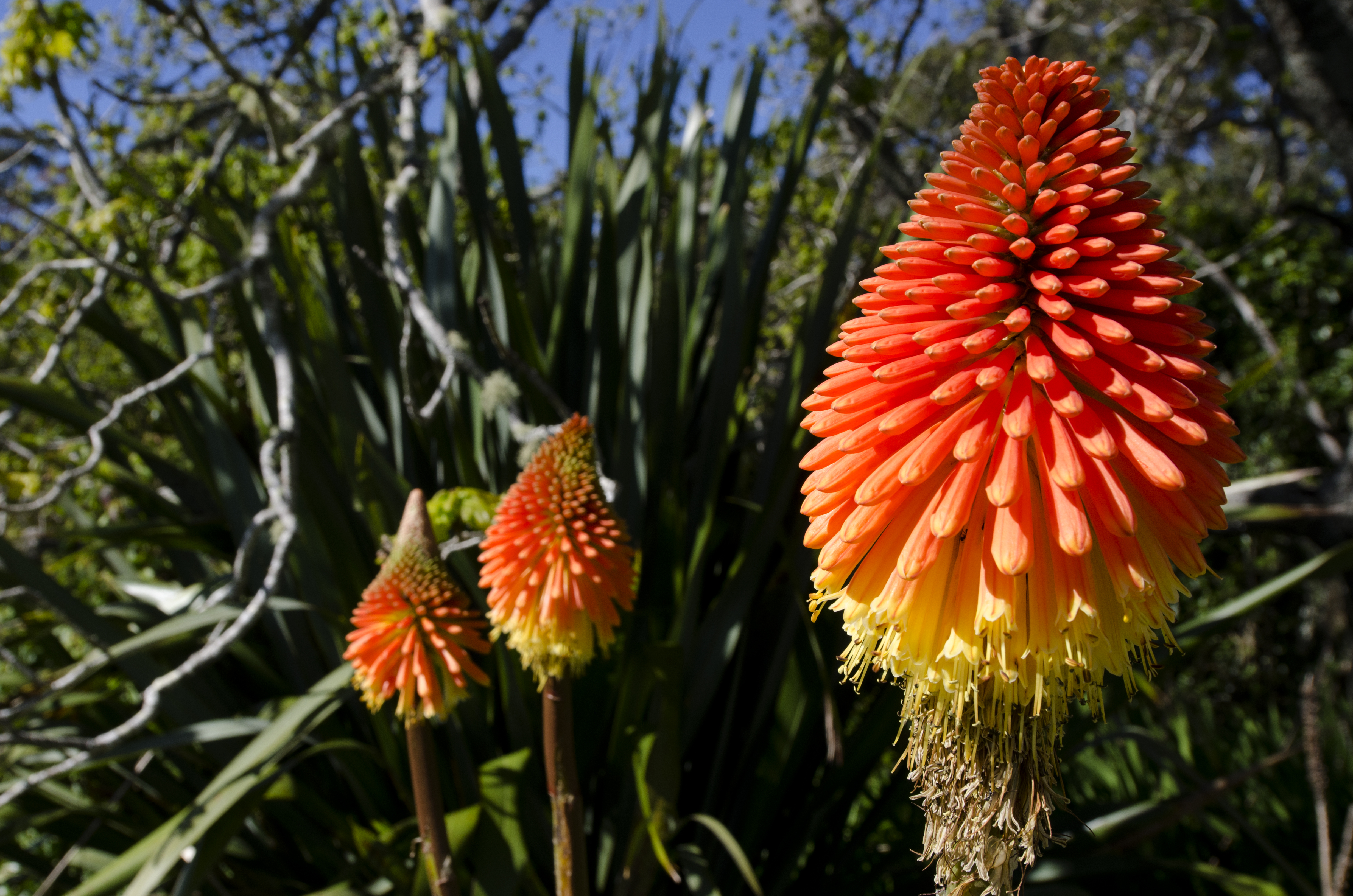bright red hot poker flowers