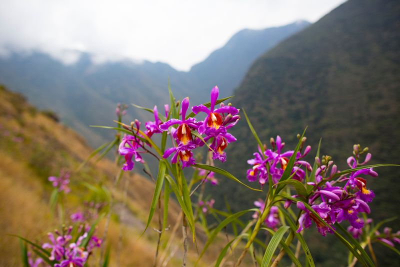 Wild orchids – pink – on the Inca Trail near Cusco, Peru