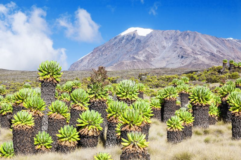Kilimanjaro moorland vegetation and Uhuru Peak