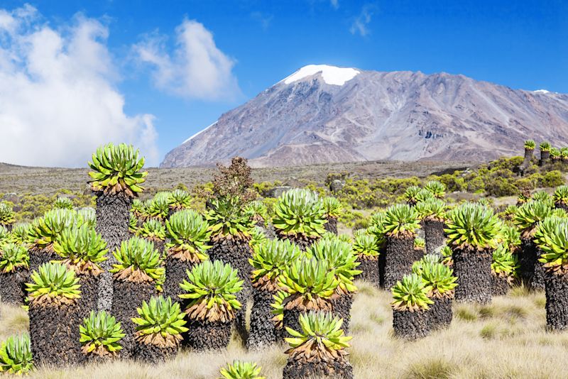 Kilimanjaro moorland vegetation and Uhuru Peak