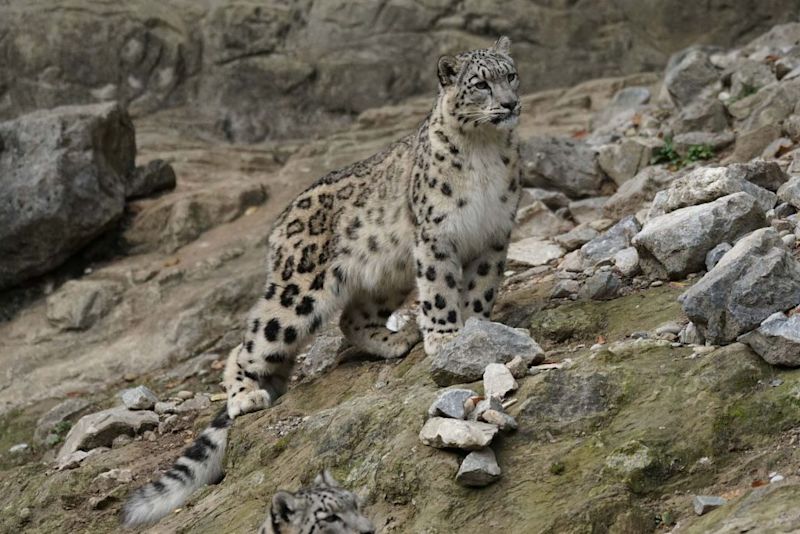 snow leopard