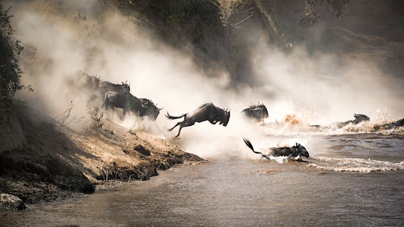 Wildebeests of Great Migration crossing river