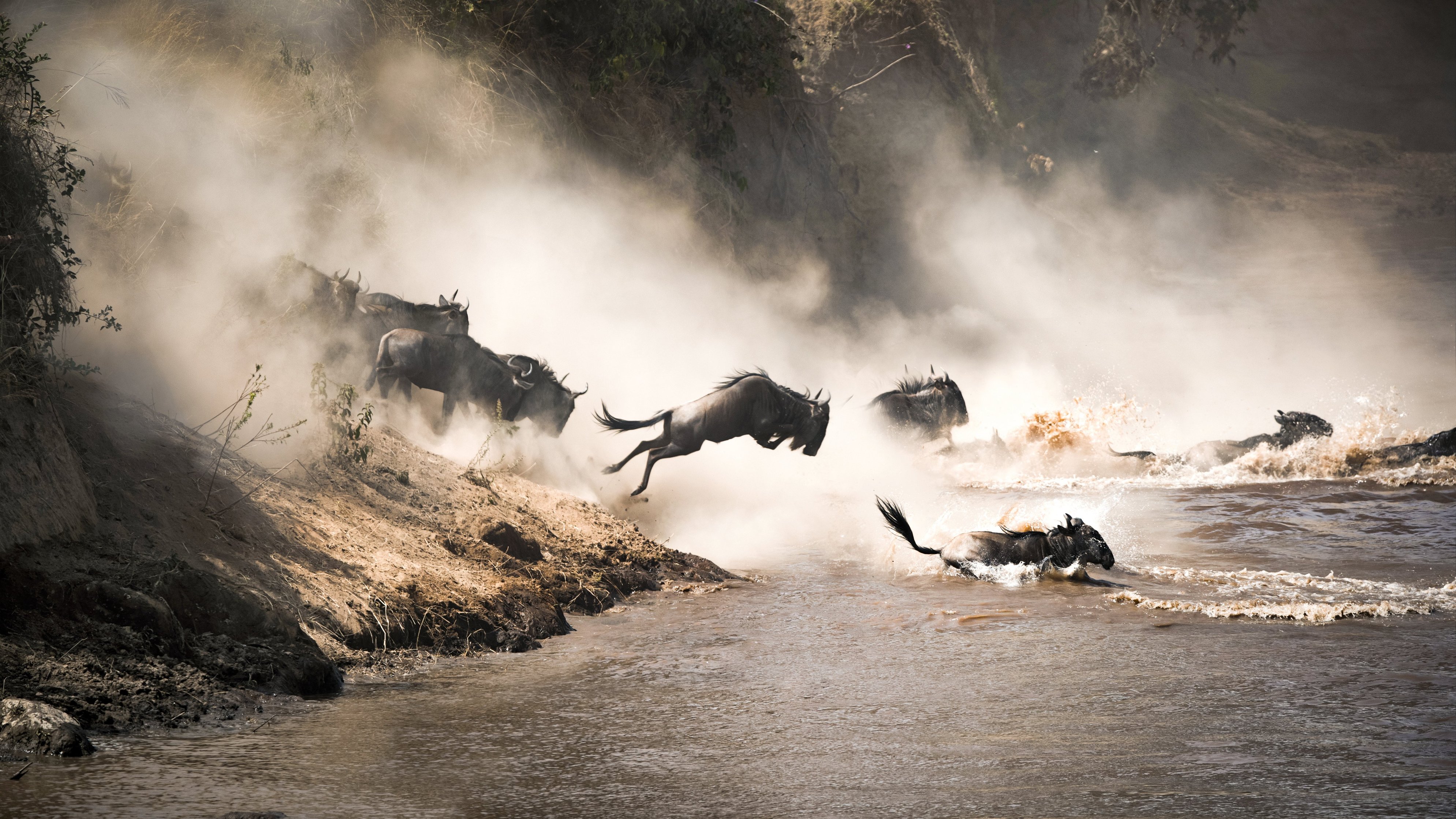Wildebeests of Great Migration crossing river