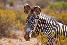 Grevy's zebra close up headshot copy 