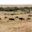 Kenya wildebeests Great Migration