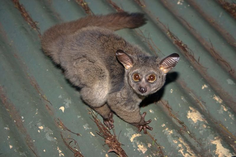 bush baby on roof