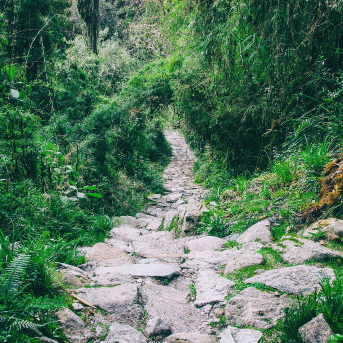 Stones of Inca Trail path with lush vegetation crowding in on side, Peru
