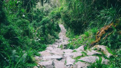 Stones of Inca Trail path with lush vegetation crowding in on side, Peru
