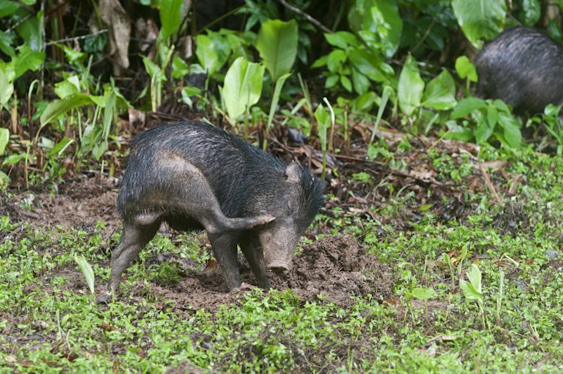 Juvenile White-lipped Peccary (Tayassu pecari), Tambopata rain forest, Peru