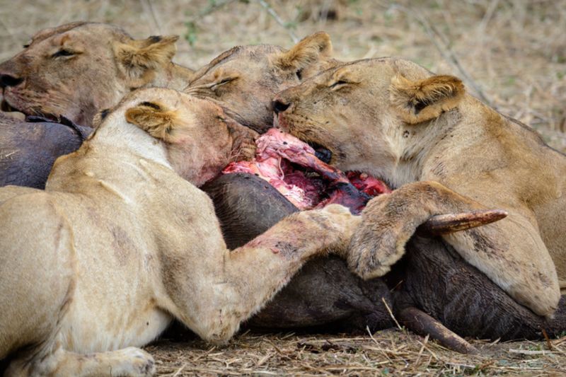 Lions feeding on an African bush elephant that they hunted. Ruaha National Park. Tanzania