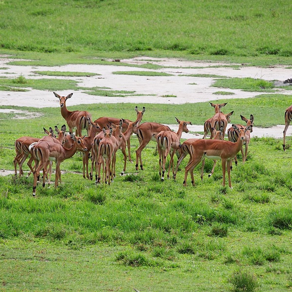 impalas, why we love Lake Manyara National Park