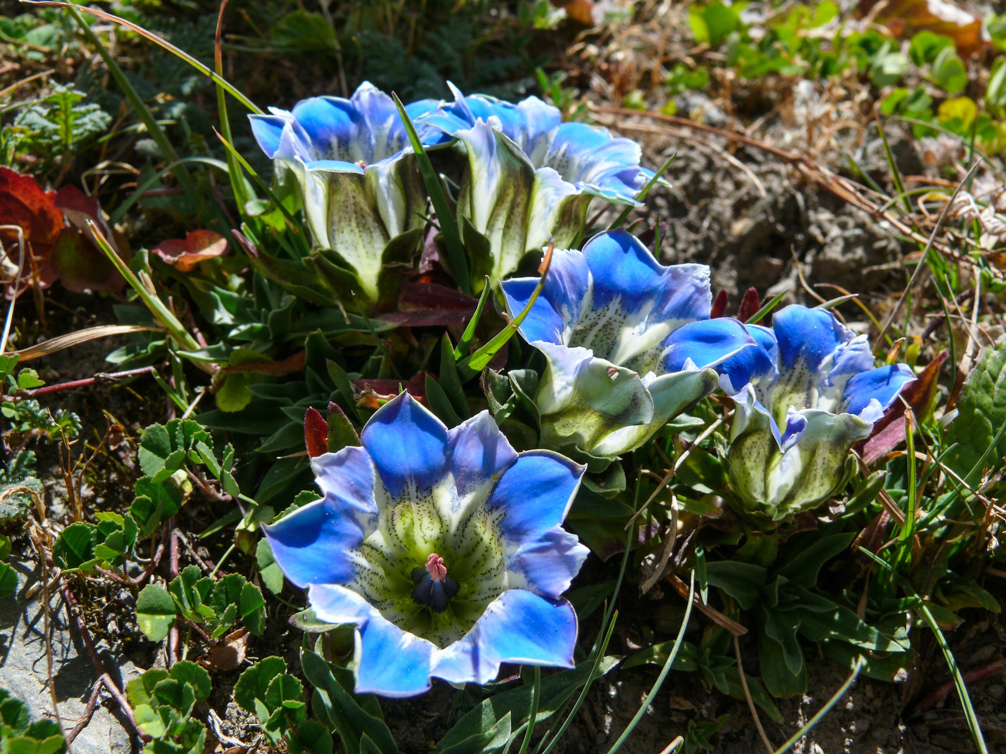Blue flowers on Annapurna Circuit in Nepal