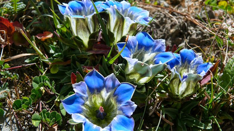 Blue flowers on Annapurna Circuit in Nepal