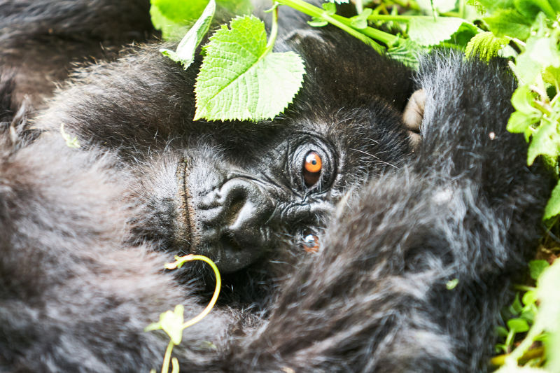 close-up portrait of mountain gorilla staring at camera while gorillla lies on ground with vegetation framing its face, Virungas, Volcanoes National Park, Rwanda