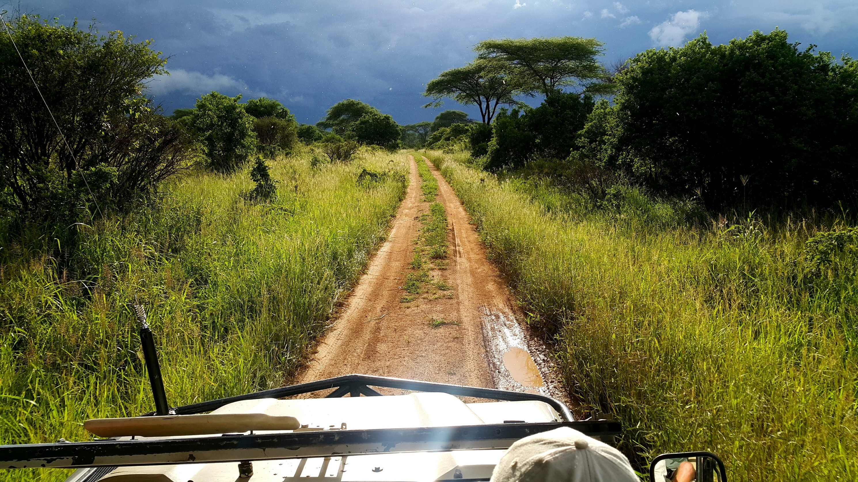 View from safari vehicle of lush landscape and dirt road on safari in Maasai Mara, Kenya