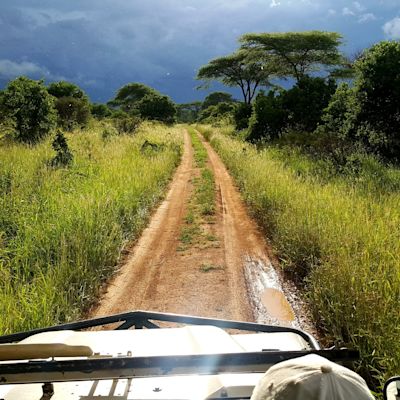 Ours. View from safari vehicle of lush landscape and dirt road on safari in Maasai Mara, Kenya