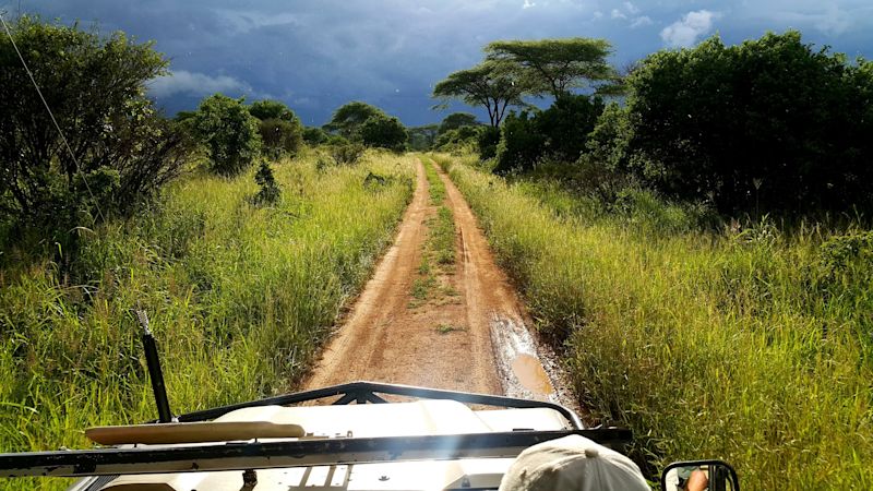 View from safari vehicle of lush landscape and dirt road on safari in Maasai Mara, Kenya