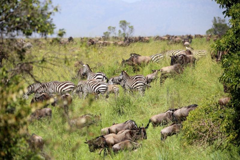 Zebras and wildebeests among tall grass