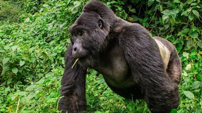 Gorilla safaris uganda