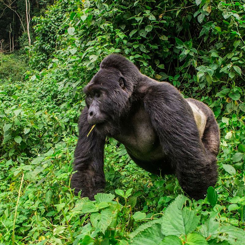 Gorilla trekking in Uganda Mgahinga National Park