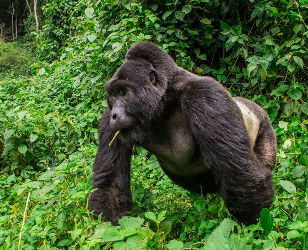Best time of year for gorilla trekking in Uganda