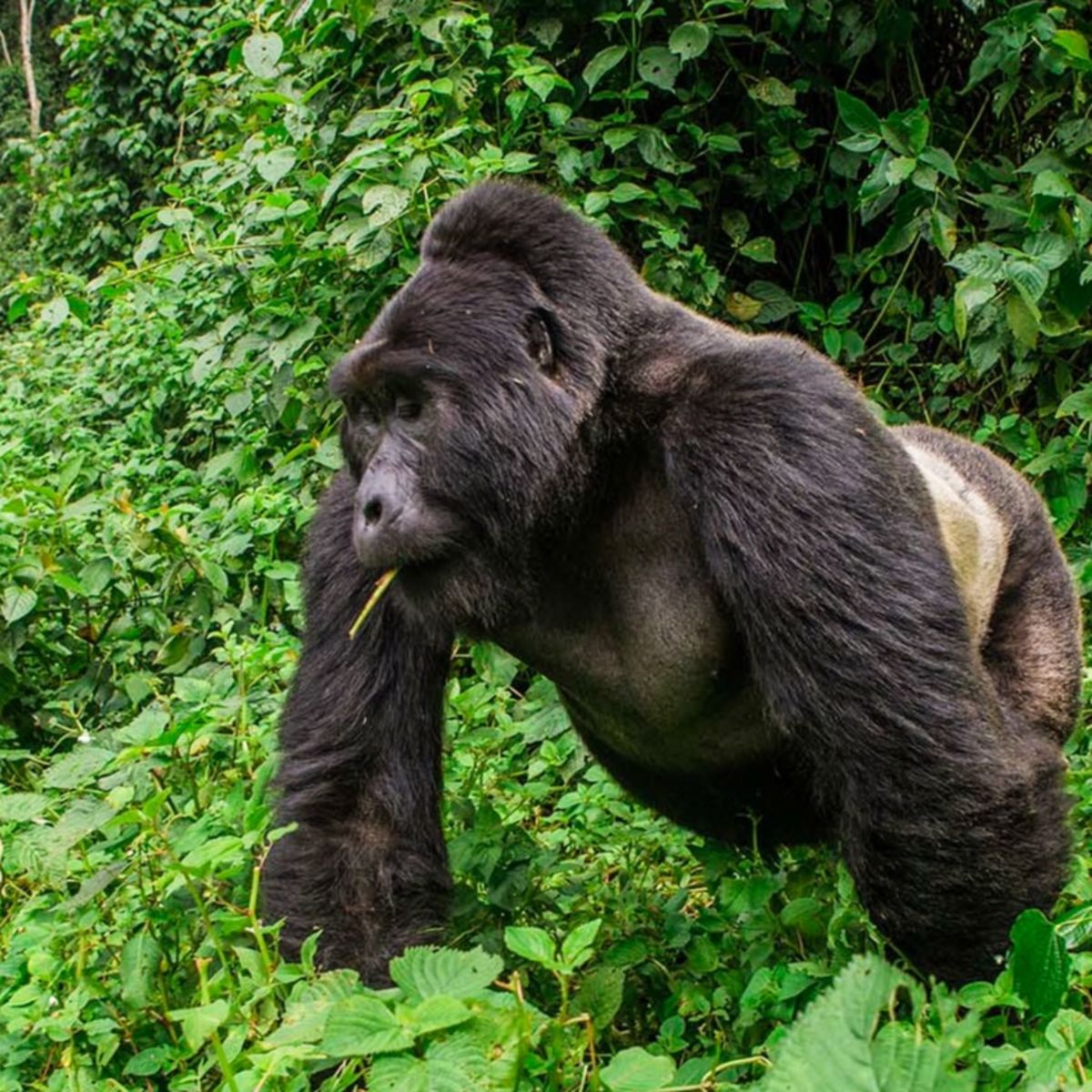 Gorilla trekking in Uganda Mgahinga National Park