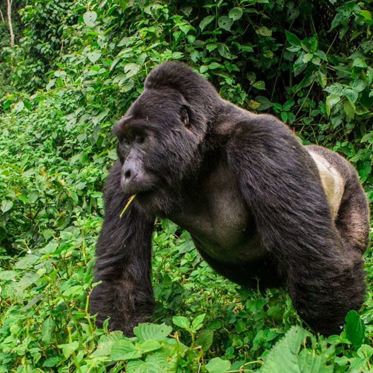 Gorilla trekking in Uganda Mgahinga National Park