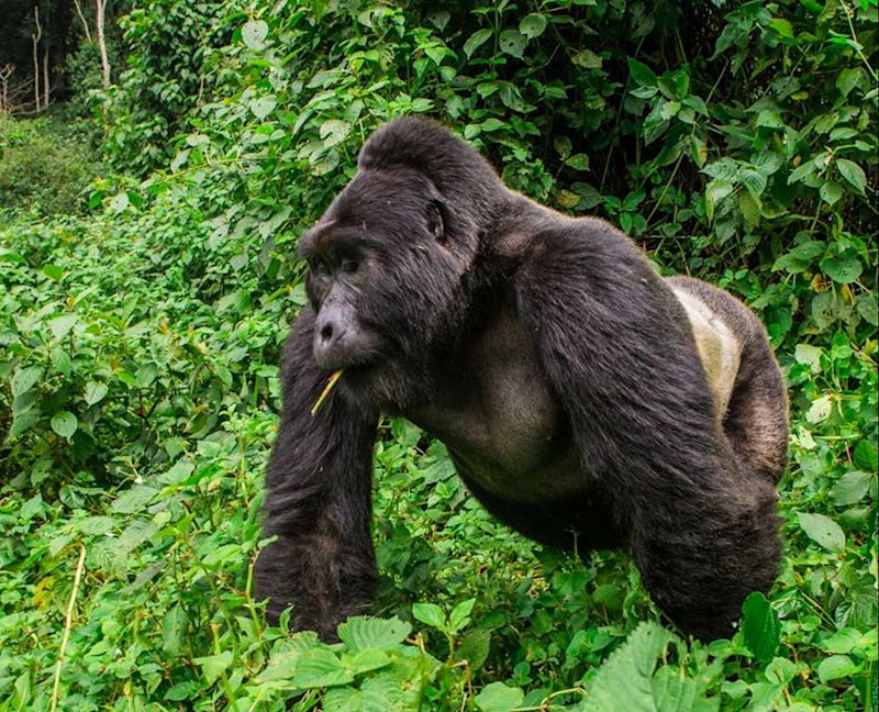 Gorilla trekking in Uganda Mgahinga National Park