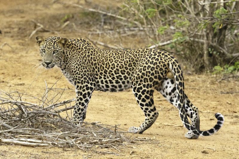 leopard, Sri Lanka