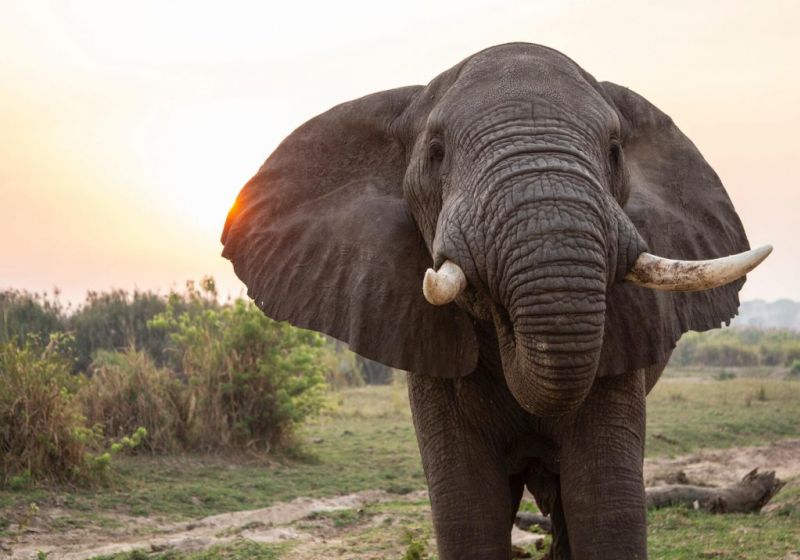 Male elephant, safari safety