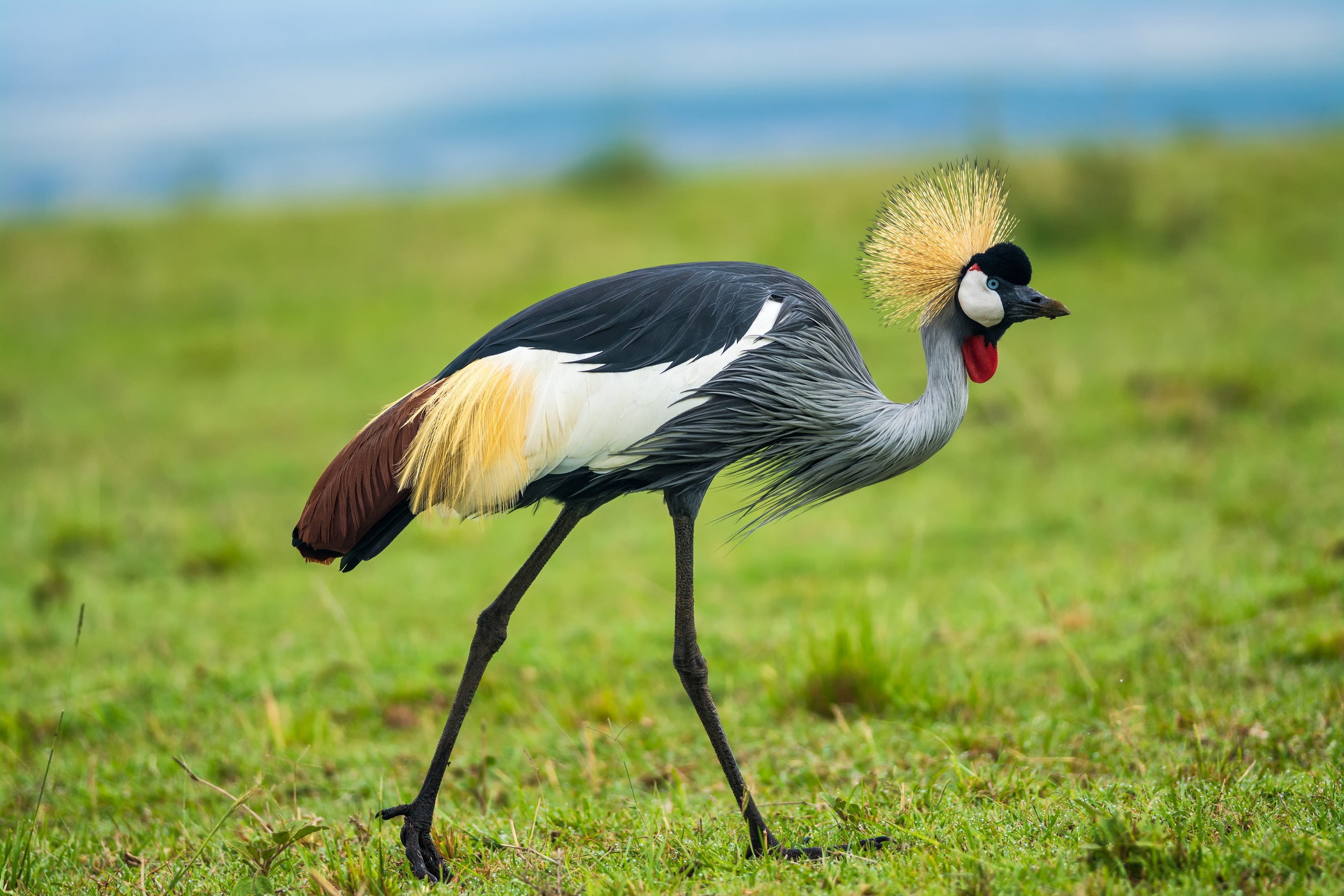 Close up of grey crowned crane in Maasai Mara Reserve, Kenya safari