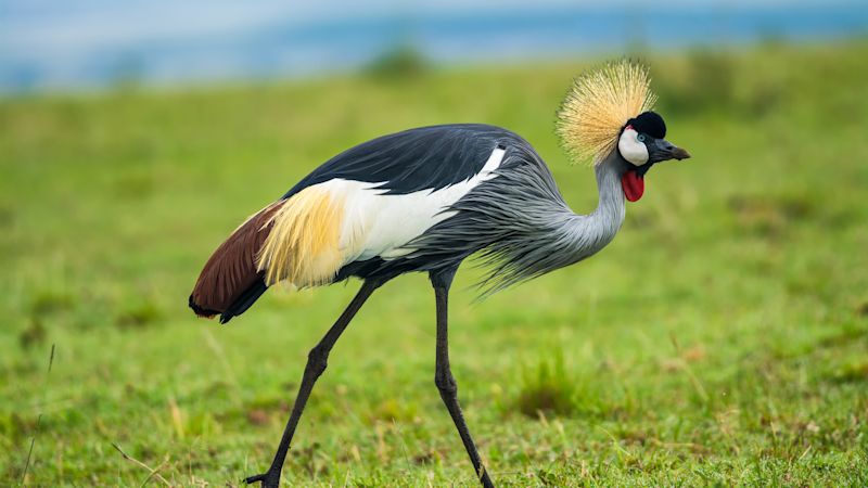 Close up of grey crowned crane in Maasai Mara Reserve, Kenya safari