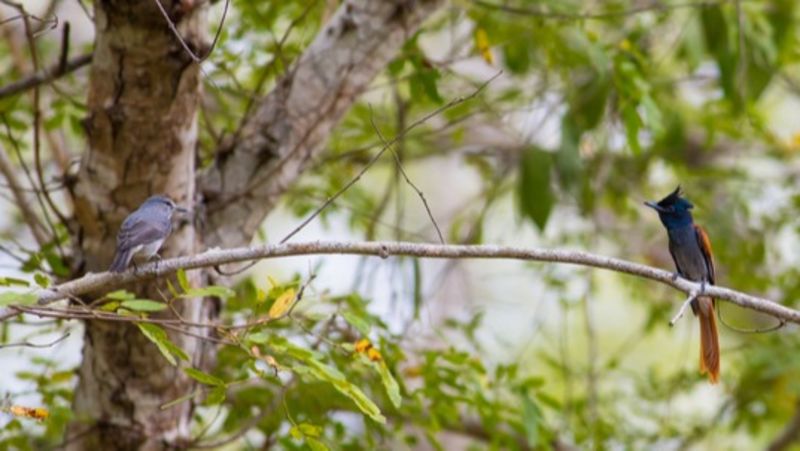 African Paradise Flycatcher and Ashy Flycatcher in Arabuko Sokoke Forest Sanctuary in East Africa, Kenya 