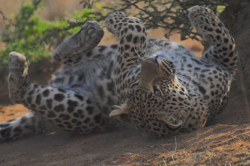 leopard rolling in dirt, Tarangire eNational Park