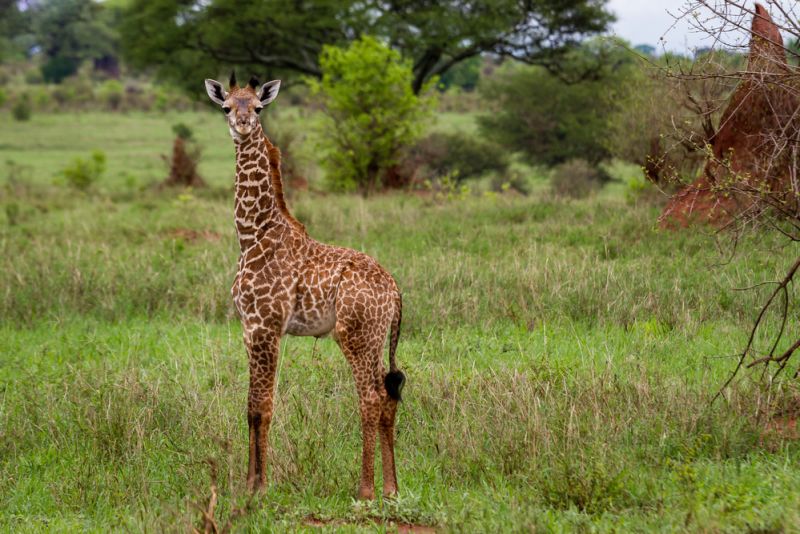 young giraffe in Tarangire National Park